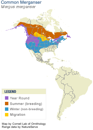 Common Merganser Range Map