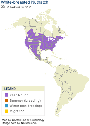 White-breasted Nuthatch Range Map