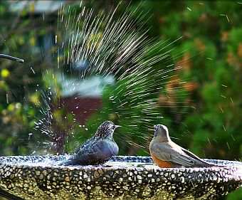 Robins in Birdbath