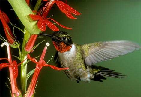 Ruby-throated Hummingbird Archilochus colubris 