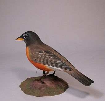 American Robin