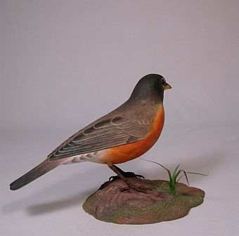 American Robin