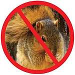 Feed Songbirds, Not Squirrels