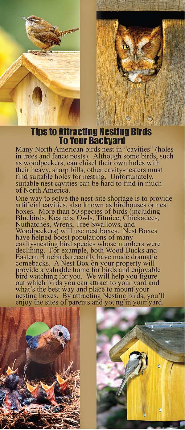Tips To Attracting Nesting Birds To Your Backyard