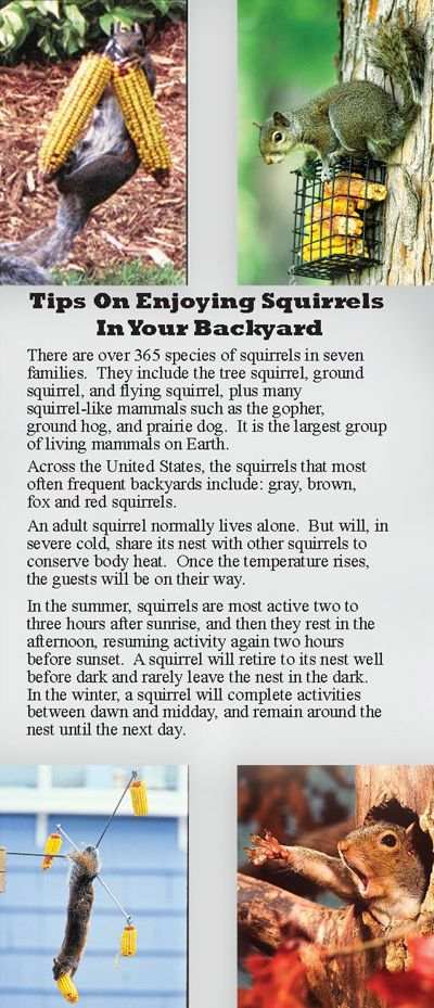 Tips on enjoying squirrels in your backyard