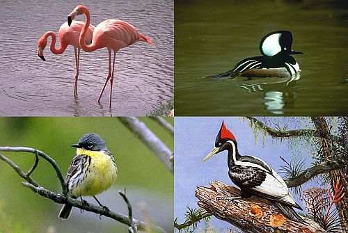 Greater Flamingo, Hooded Merganser, Ivory-billed Woodpecker, Kirtland's Warbler