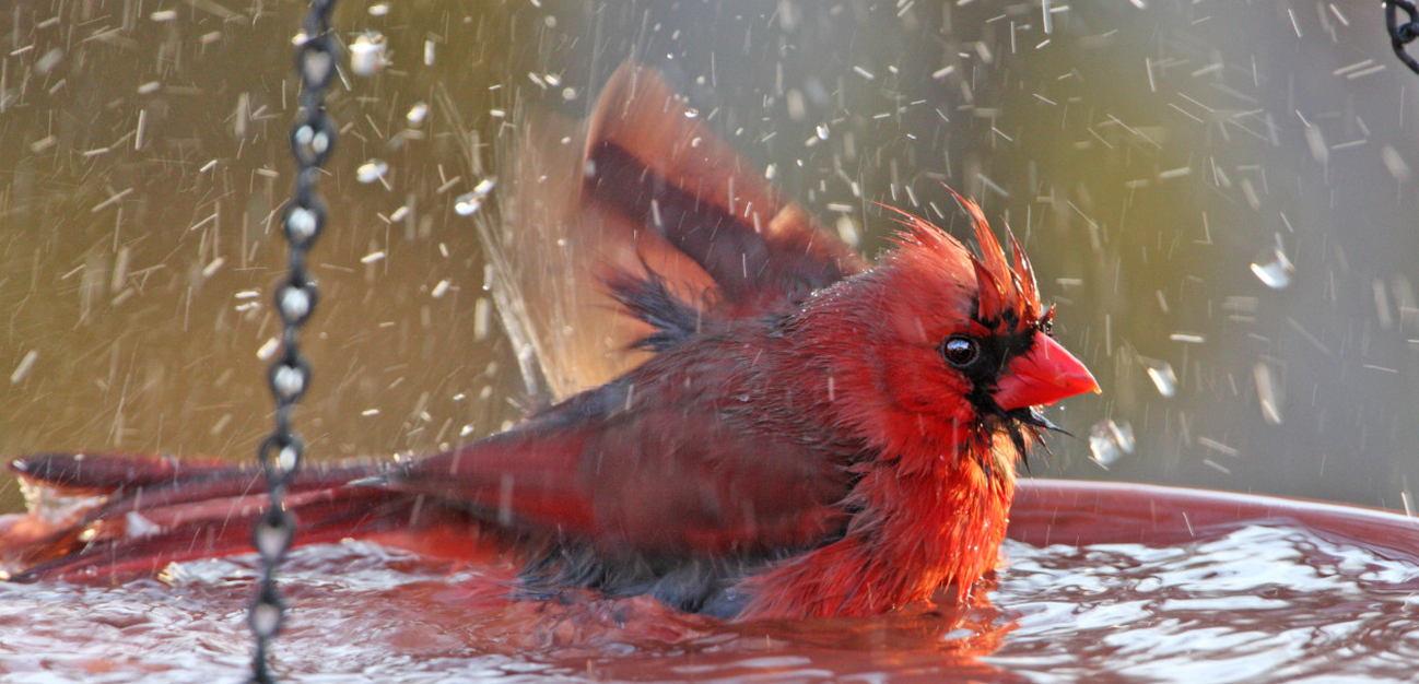 Bird Baths and Accessories