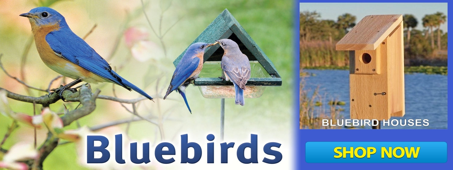Bluebird Houses