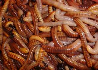 Cupped Bait Worms Euro Driftworm 6-Pack