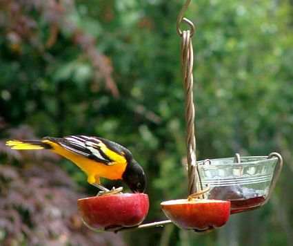 Hummers For Sale >> Holland Hill Heirloom Copper Bird Feeders, Handcrafted Copper Hummingbird Feeders, Oriole ... Hummers For Sale >> Holland Hill Heirloom Copper Bird Feeders, Handcrafted Copper Hummingbird Feeders, Oriole ...