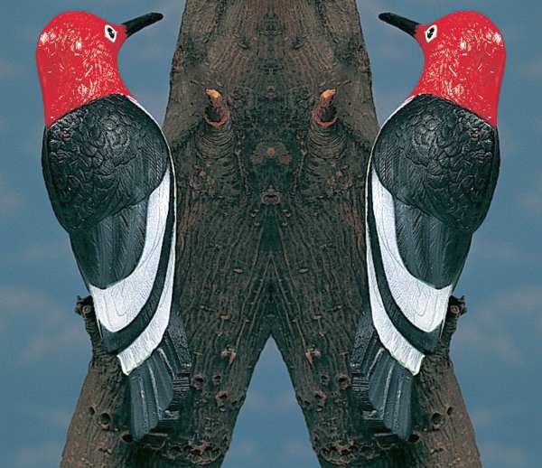 Red-Headed Woodpecker Tree Ornament Set of 4