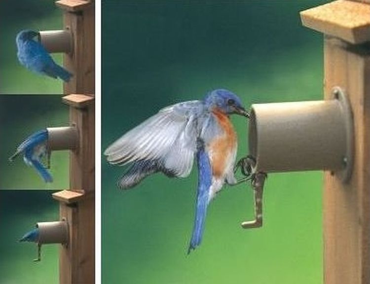 Details about   Natural Bird Guardian Protector Bluebird House Entry 