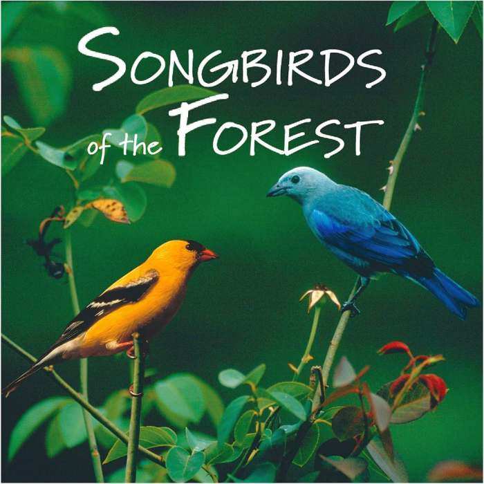 Songbirds of the Forest CD