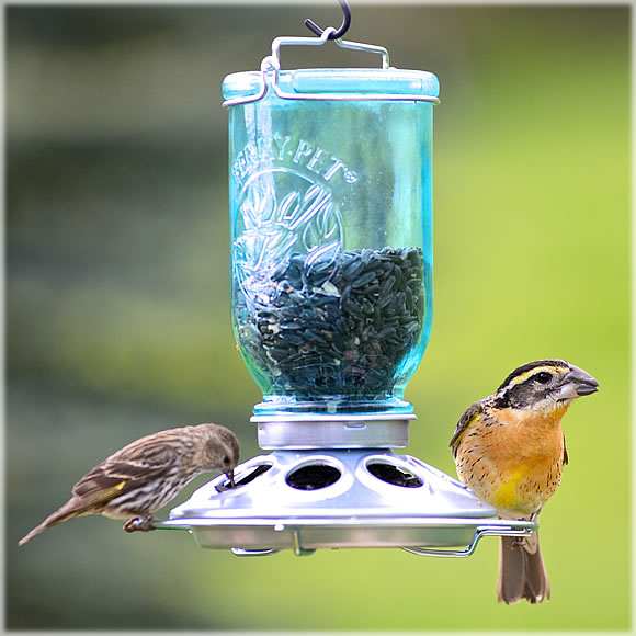 Mason Jar Antique Glass Wild Bird Seed Feeder