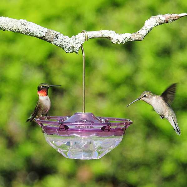 Aspects Hummblossom Hummingbird Feeder 4 Oz Plum Quality Saucer