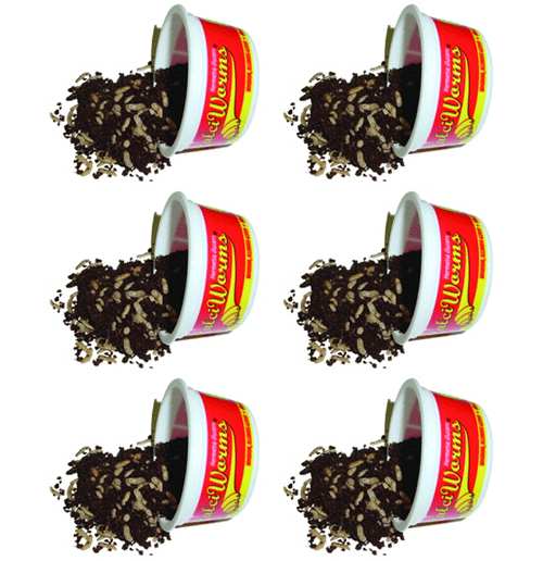 CalciWorms 25ct Cups 6/Pack