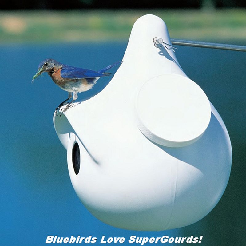 SuperGourd Tree Swallow and Bluebird Nesting Gourd