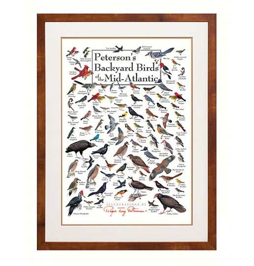 Peterson's Backyard Birds of Mid-Atlantic Poster