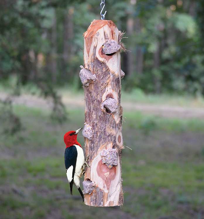 Songbird Cedar 6 Plug Suet Log Feeder w/o Perches