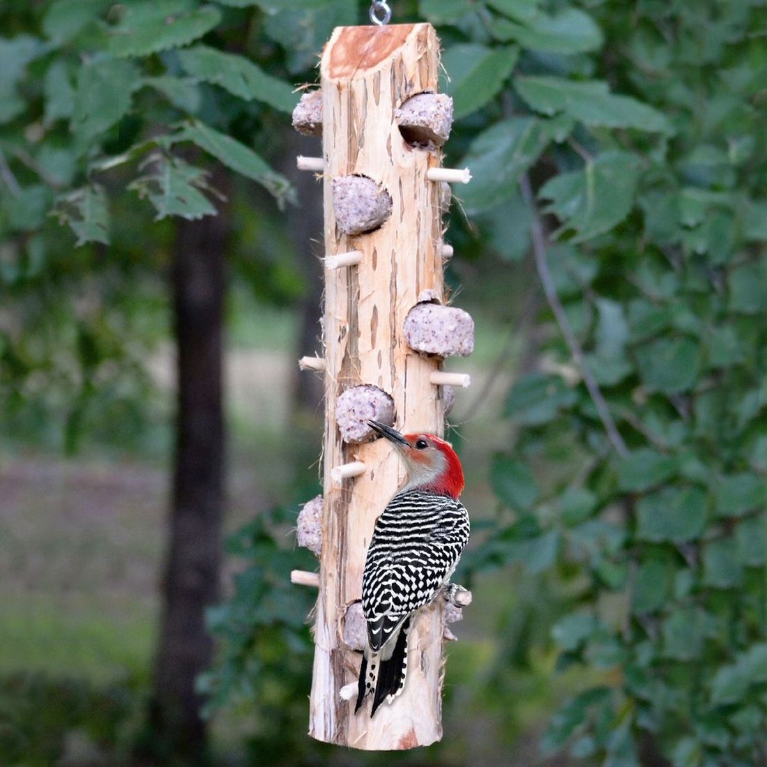 Songbird Cedar 6 Plug Suet Log Feeder with Perches
