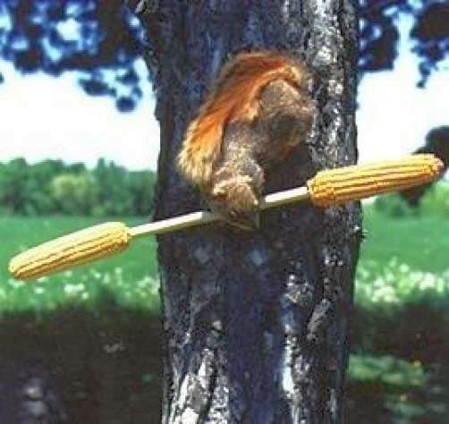 Squirrel Corn Spinner Feeder Set Of 2 Squirrel Feeders For