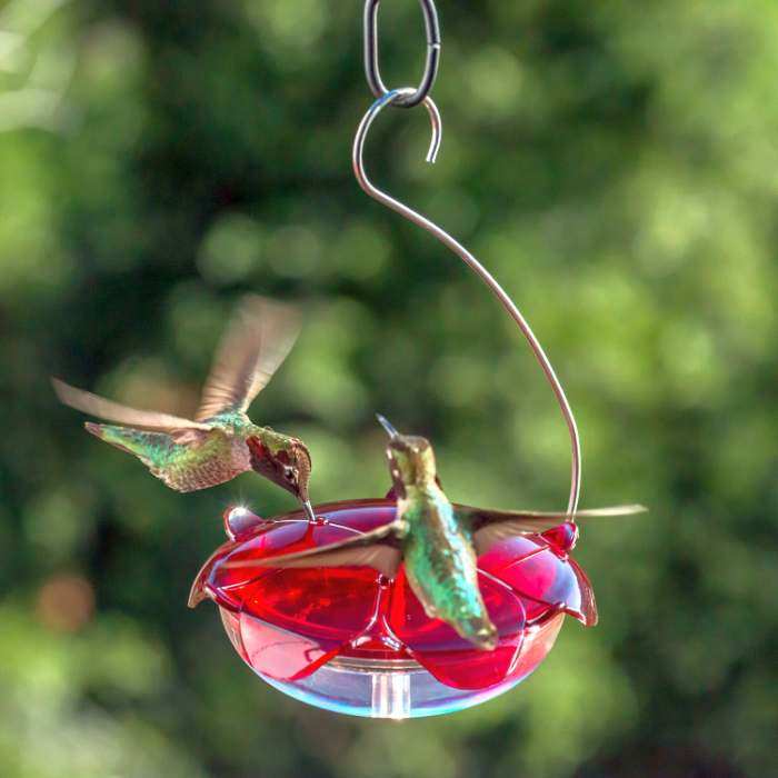 Droll Yankees Ruby Sipper Hummingbird Feeder Clear