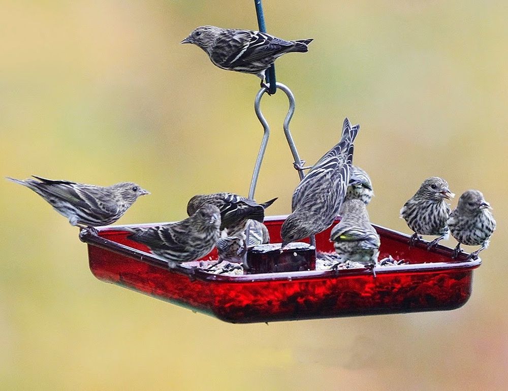 Red Platform Bird Feeder