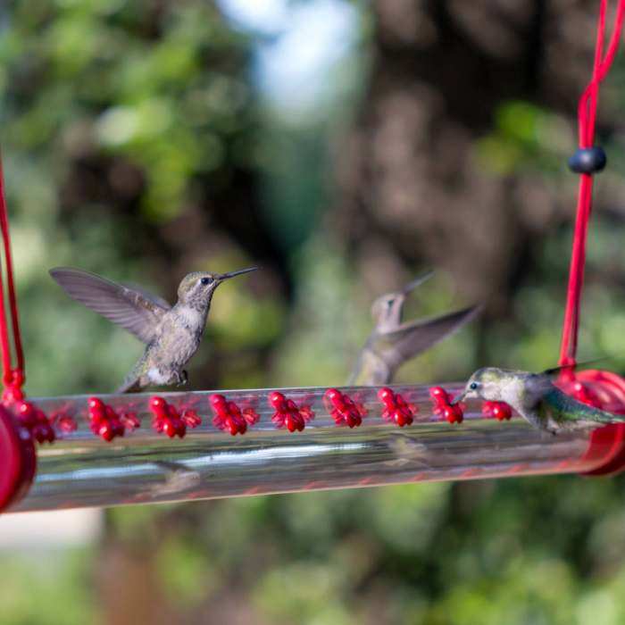 Hummerbar Hummingbird Feeder 2 ft.