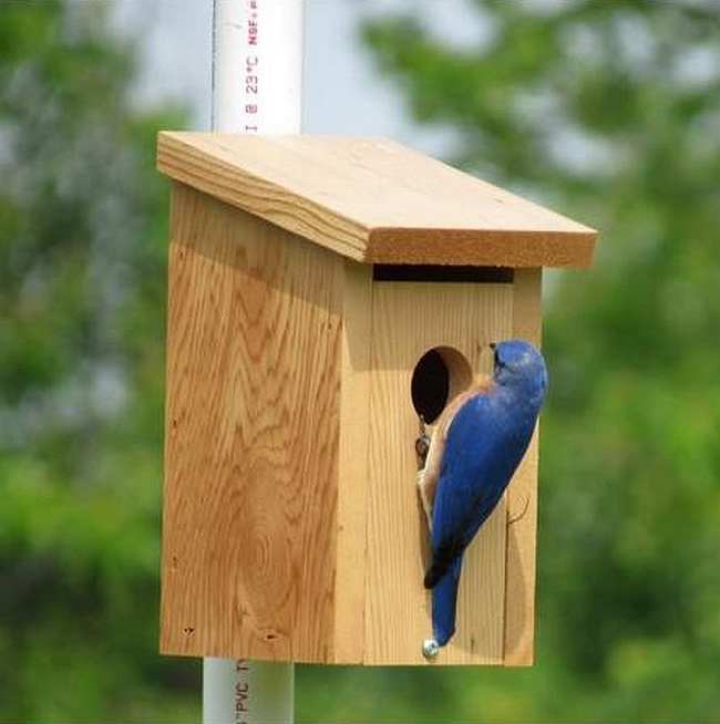 Town & Country Cedar Bluebird House