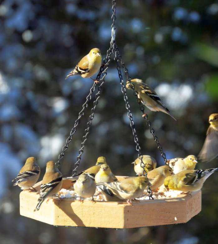 Town & Country Cedar Octagon Hanging Bird Feeder