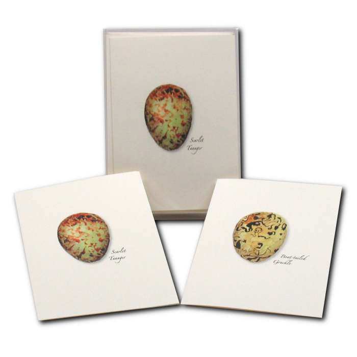 Boxed Notecard Assortment Bird Egg Set of 8