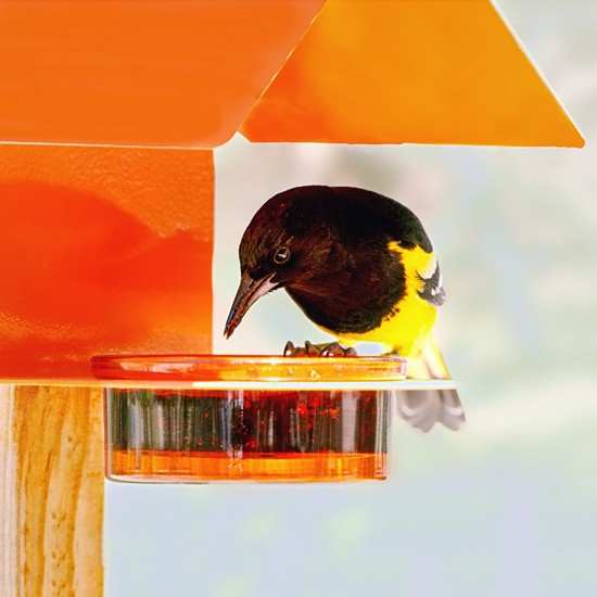 Fence/Post Metal & Glass House Bird Feeder Orange