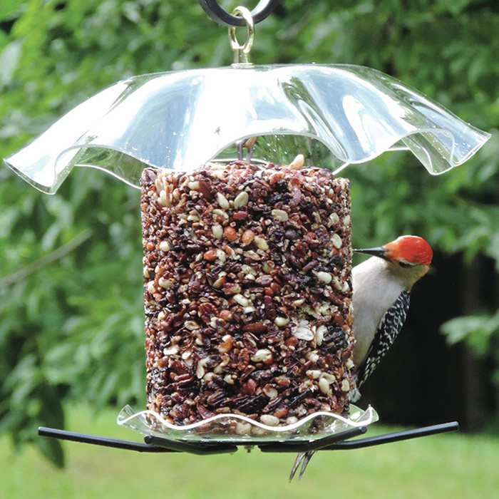 Birds Choice Seed Cylinder Feeder With Weather Guard Seed