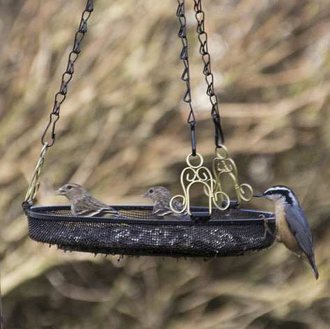 Songbird Hanging Tray Feeder Quality Crafted Hanging Mesh Bird