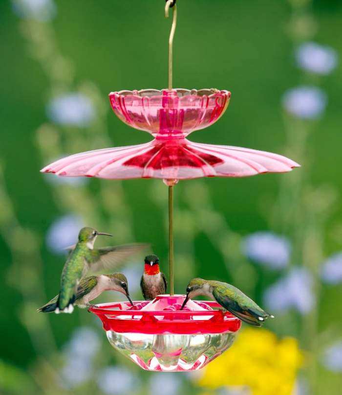 HummBlossom 4 oz. Hummingbird Feeder Combo