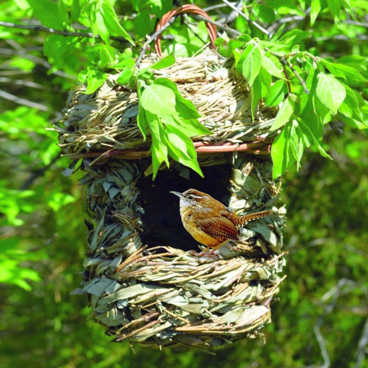 Hanging Grass Roosting Pocket Acorn Set of 2