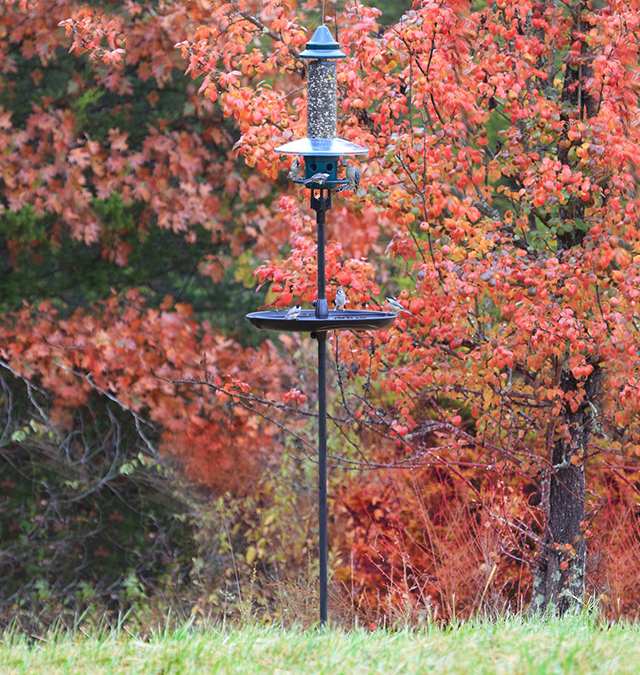 Squirrel Buster Plus Complete Pole Kit The Complete Squirrel