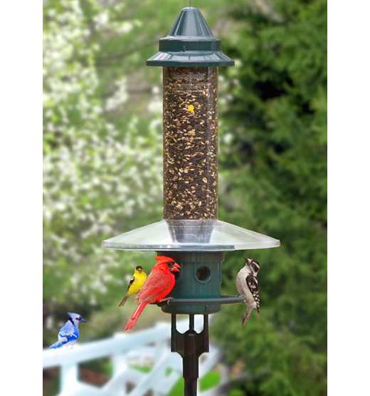 Squirrel Buster Plus Feeder W Pole Accessory Kit Weather Guard