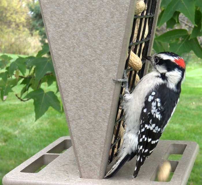 Songbird Recycled Poly Whole Peanut Feeder