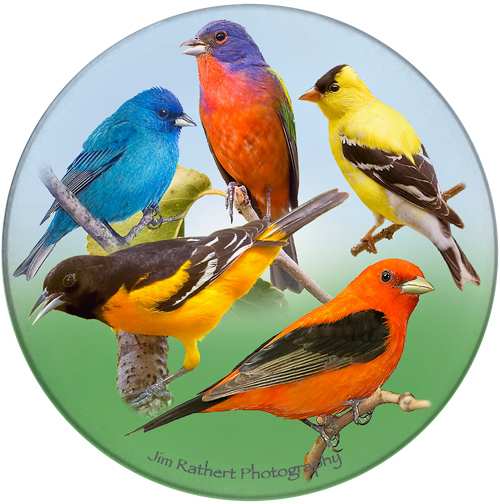 Colorful Birds Ceramic Coaster Set of 4
