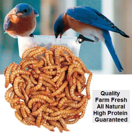 Waxworms 1000 Count, Bulk Live Farm Fresh Waxworms, Plump, Live Juicy  Waxworms at Songbird Garden