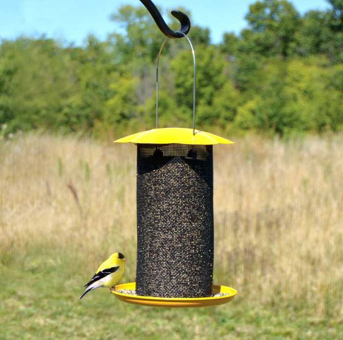 Mammoth Yellow Thistle Feeder