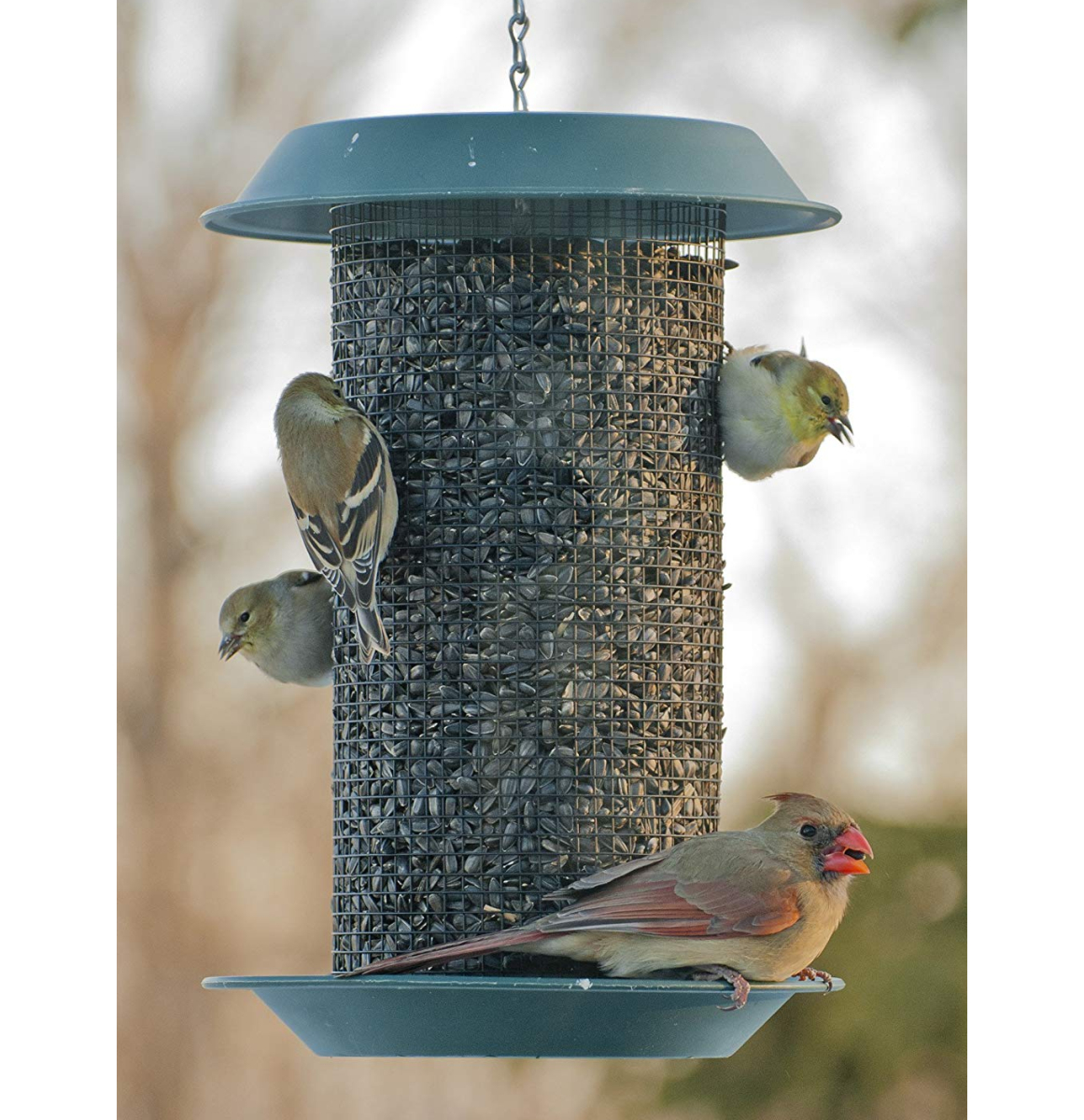Magnum Series Black Oil Sunflower Bird Feeder
