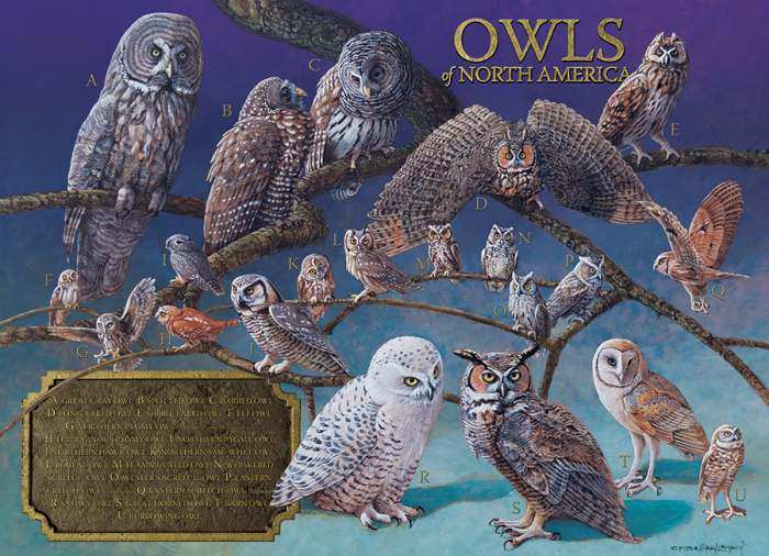 Owls of North America 1000 Piece Jigsaw Puzzle