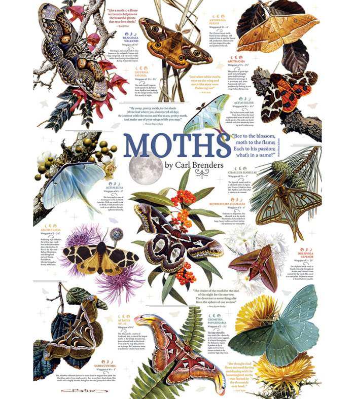 Moth Collection 1000 Piece Jigsaw Puzzle
