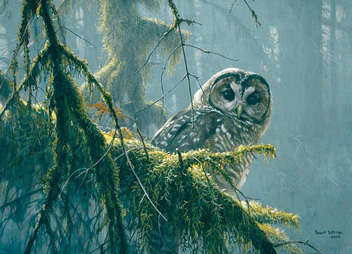 Spotted Owl Mossy Branches 500 Piece Jigsaw Puzzle
