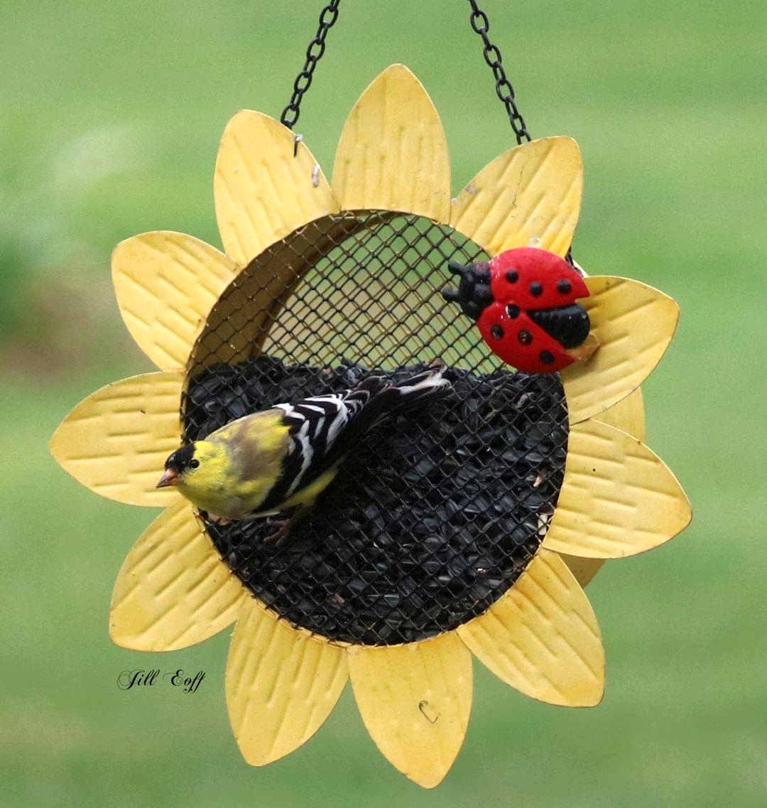 Deluxe Mesh Bird Feeder Sunflower w/Ladybug