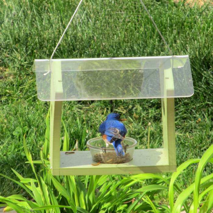 Green Solutions Recycled Plastic Bluebird Feeder