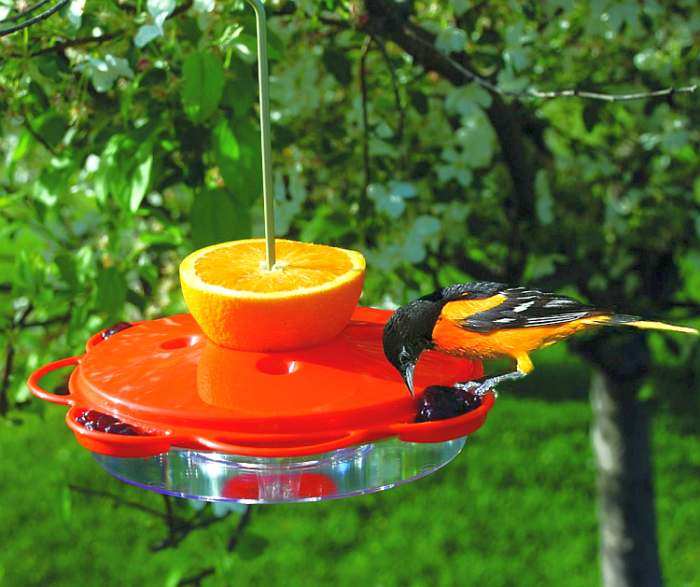 Audubon Classic Oriole Feeder 12 oz