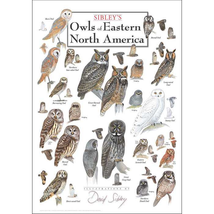 Sibley's Owls of Eastern North America Poster